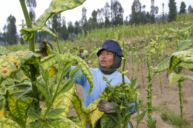 Indonesia, woman harvests tobacco