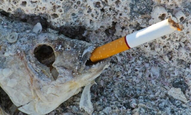 Fish skeleton with cigarette
