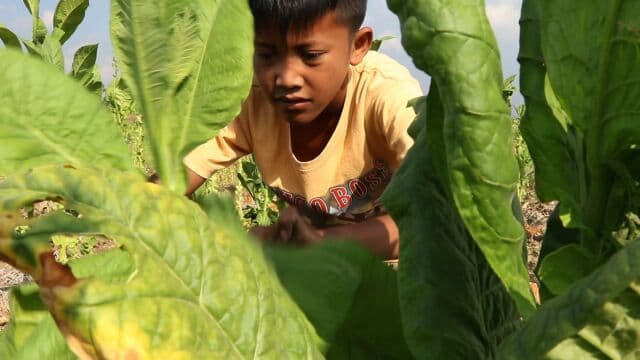 Indonesien Kinderarbeit Tabakfeld