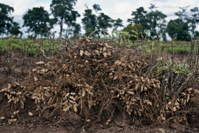 Groundnuts