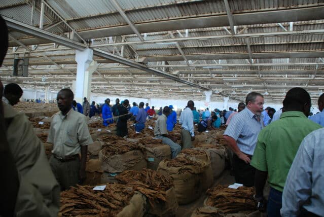 Tabak, Tabakauktion, Malawi