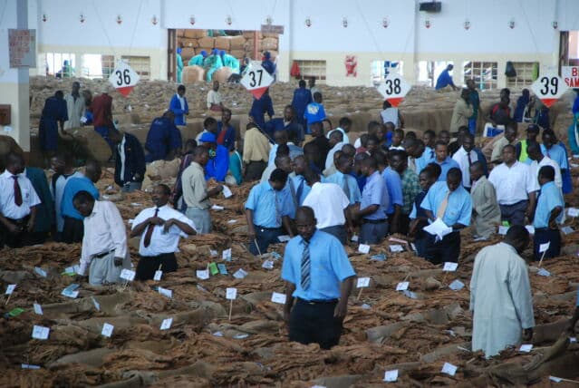 Tabakauktion, Malawi, Auktionshalle, Tabak