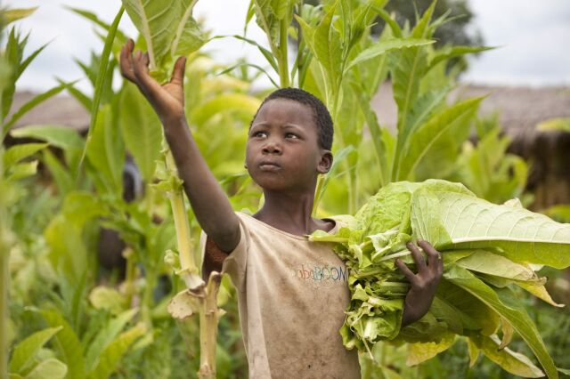 Kinderarbeit, Tabakanbau, Malawi