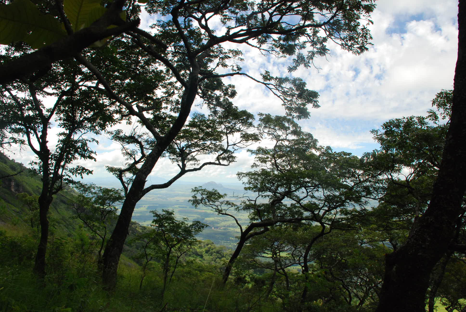Miombo, Trockenwald, Malawi