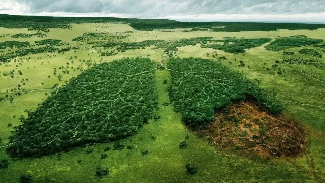 Entwaldung, WWF Deforestation Design